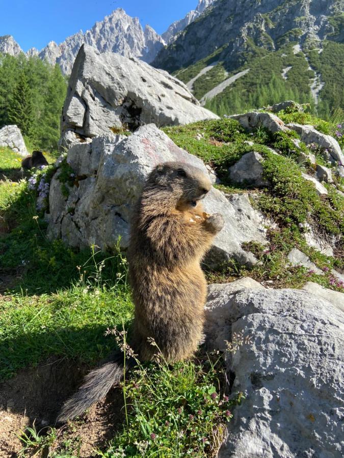 Apartamento Haus Sonnleitner Ramsau am Dachstein Exterior foto